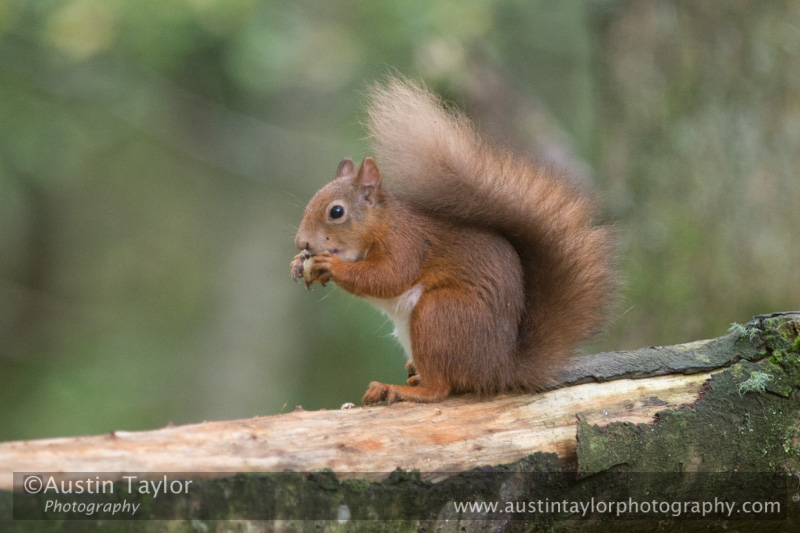 Red Squirrel at Loch of the Lowes on Day 6 Loch of the Lowes, Cally Woods to Mill Dam (north of Dunkeld) - 2013-10-09_16 Kindrogan - Field Studies Council Autumn Birds and Migration course at Kindrogran, near Enochdhu, Blairgowrie, Perth and Kinross