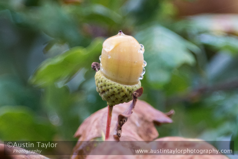 Acorn, Cally Woods on day 6 Loch of the Lowes, Cally Woods to Mill Dam (north of Dunkeld) - 2013-10-09_16 Kindrogan - Field Studies Council Autumn Birds and Migration course at Kindrogran, near Enochdhu, Blairgowrie, Perth and Kinross