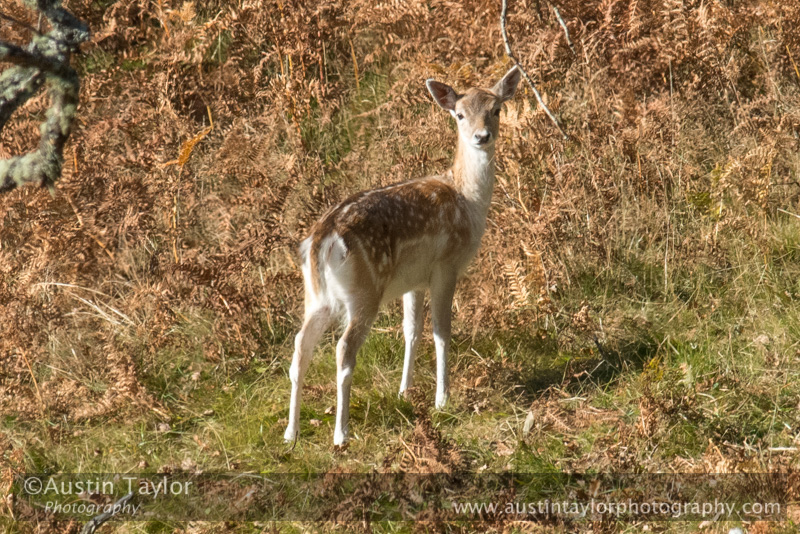 Fallow Deer in Cally Woods on day 6 Loch of the Lowes, Cally Woods to Mill Dam (north of Dunkeld) - 2013-10-09_16 Kindrogan - Field Studies Council Autumn Birds and Migration course at Kindrogran, near Enochdhu, Blairgowrie, Perth and Kinross